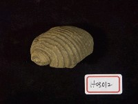 藏品(鶉螺化石)的圖片